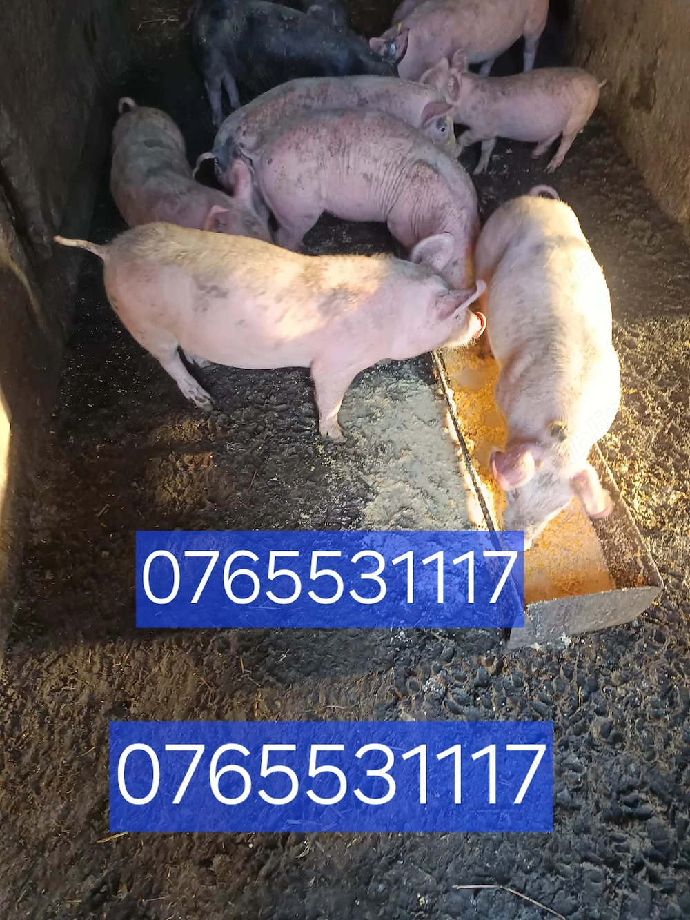 Purcei de vanzare relatii la nr din poza  