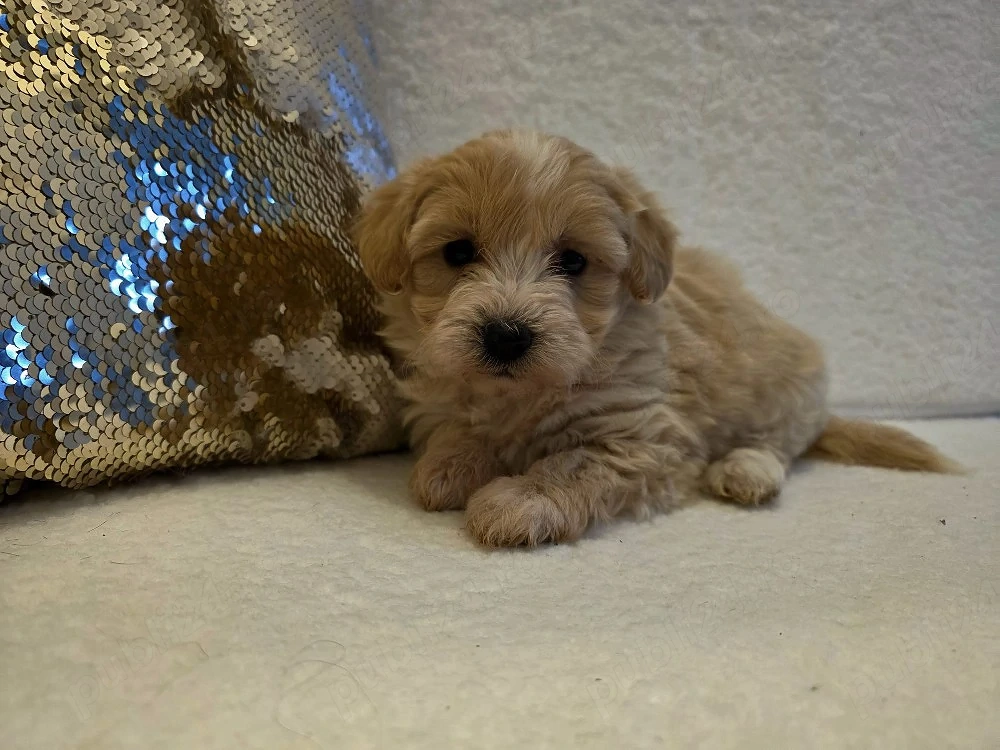 Maltipoo Mini 