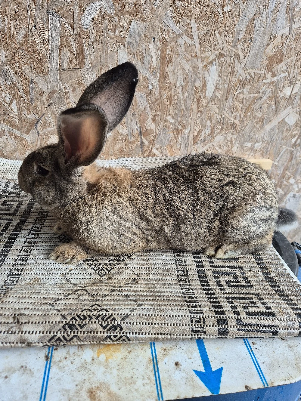 Disponibila femela UG