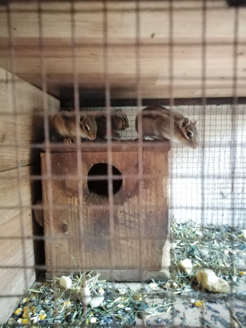 Veverițe siberiene 2 masculi