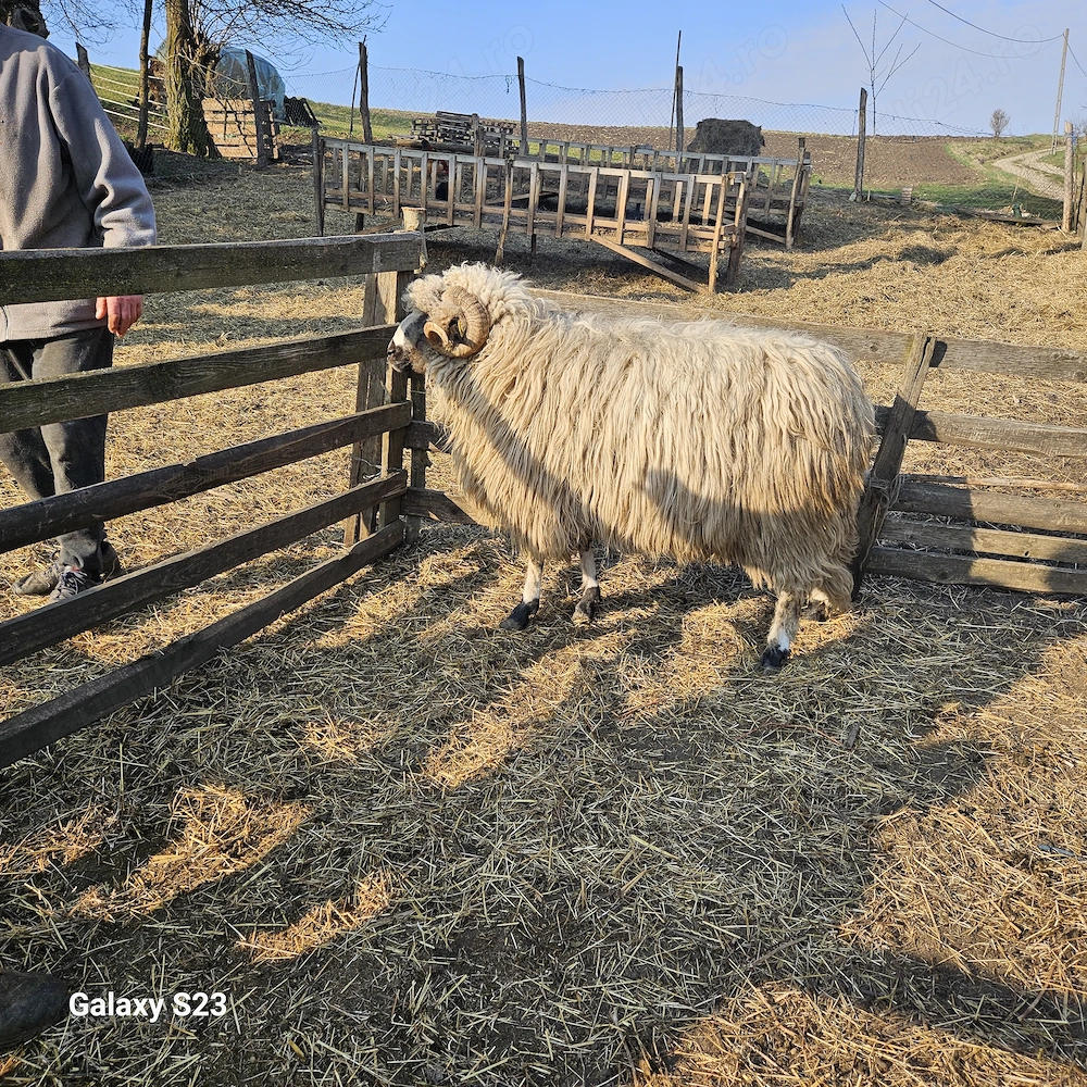 Berbec trei ani , sănătos