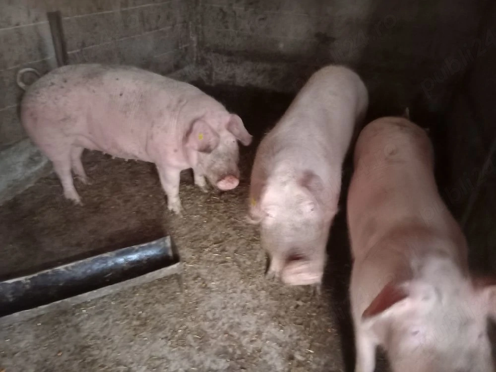 porci