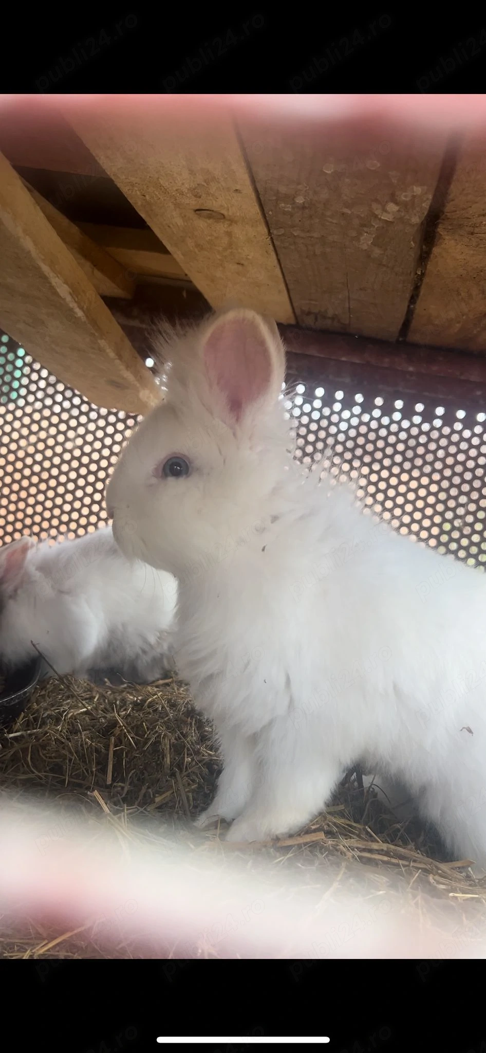 Iepurași cap de leu