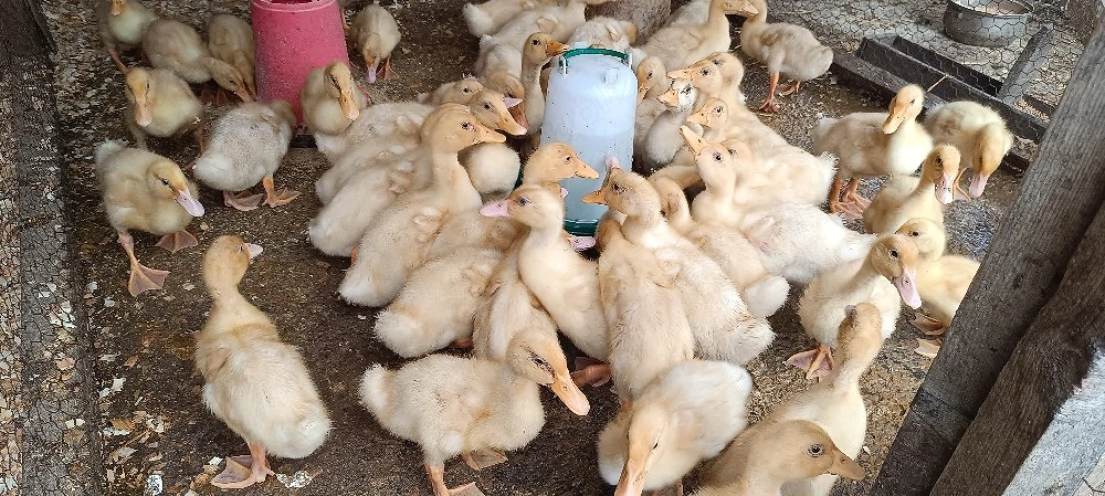 boboci rată pekin, vârstă 1 lună 