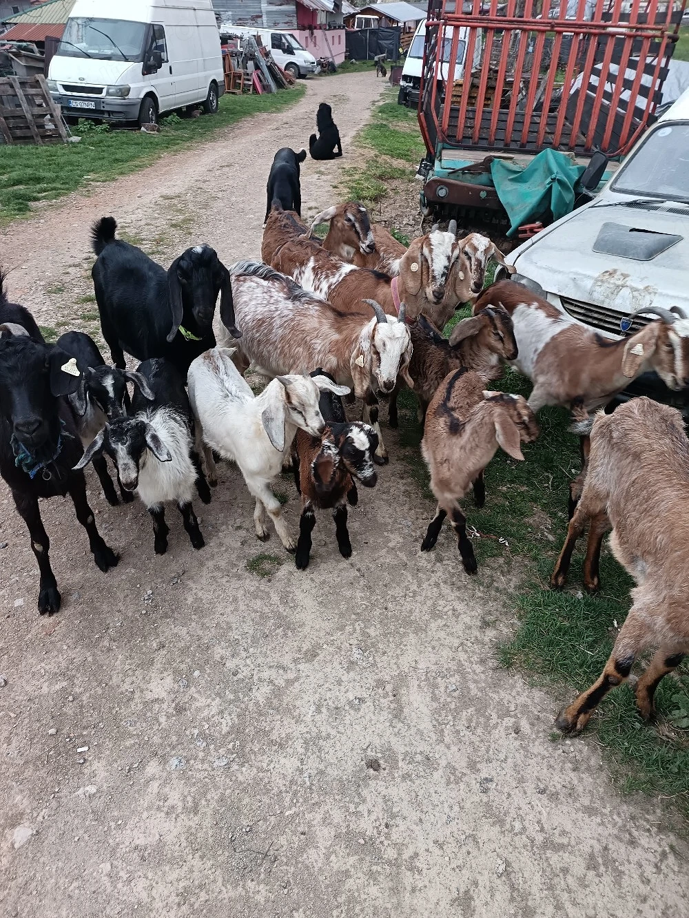 Lapte de capre anglo nubiene fără miros si ouă bio