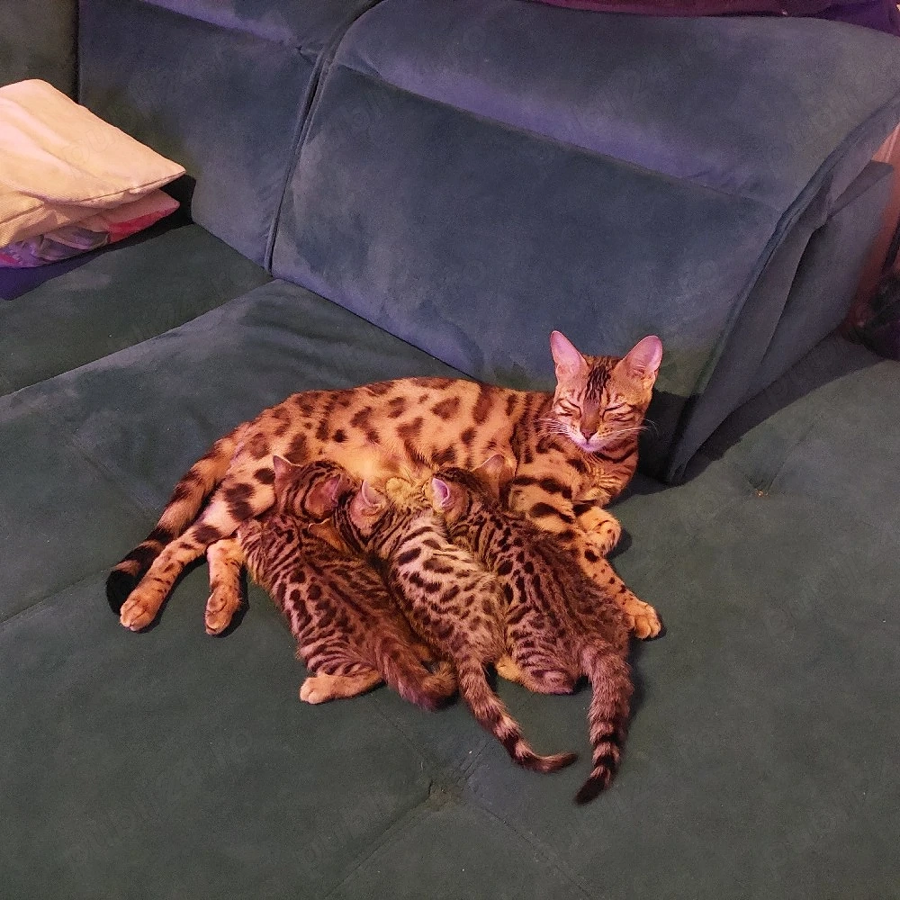 pisoi bengal cu pedigree 