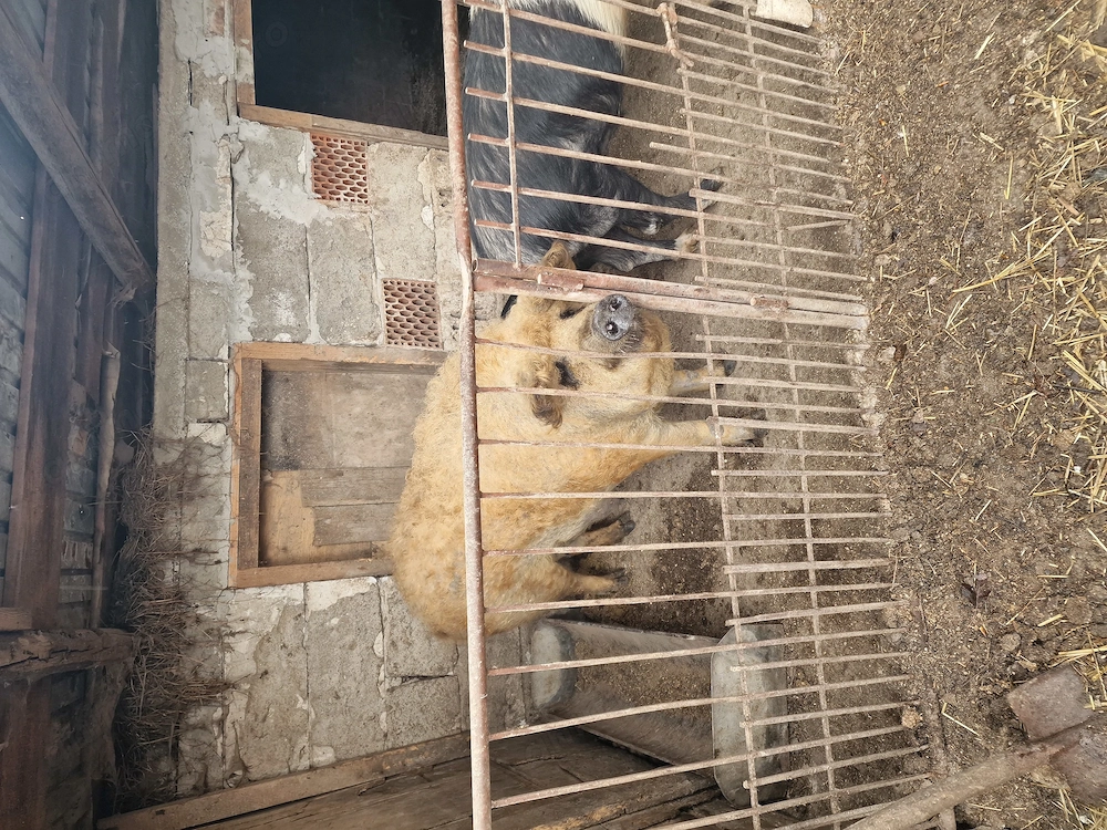 Vând porci și purcei
