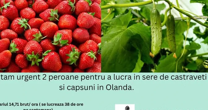 Se caută 4 cupluri la.sere  de castraveti 
