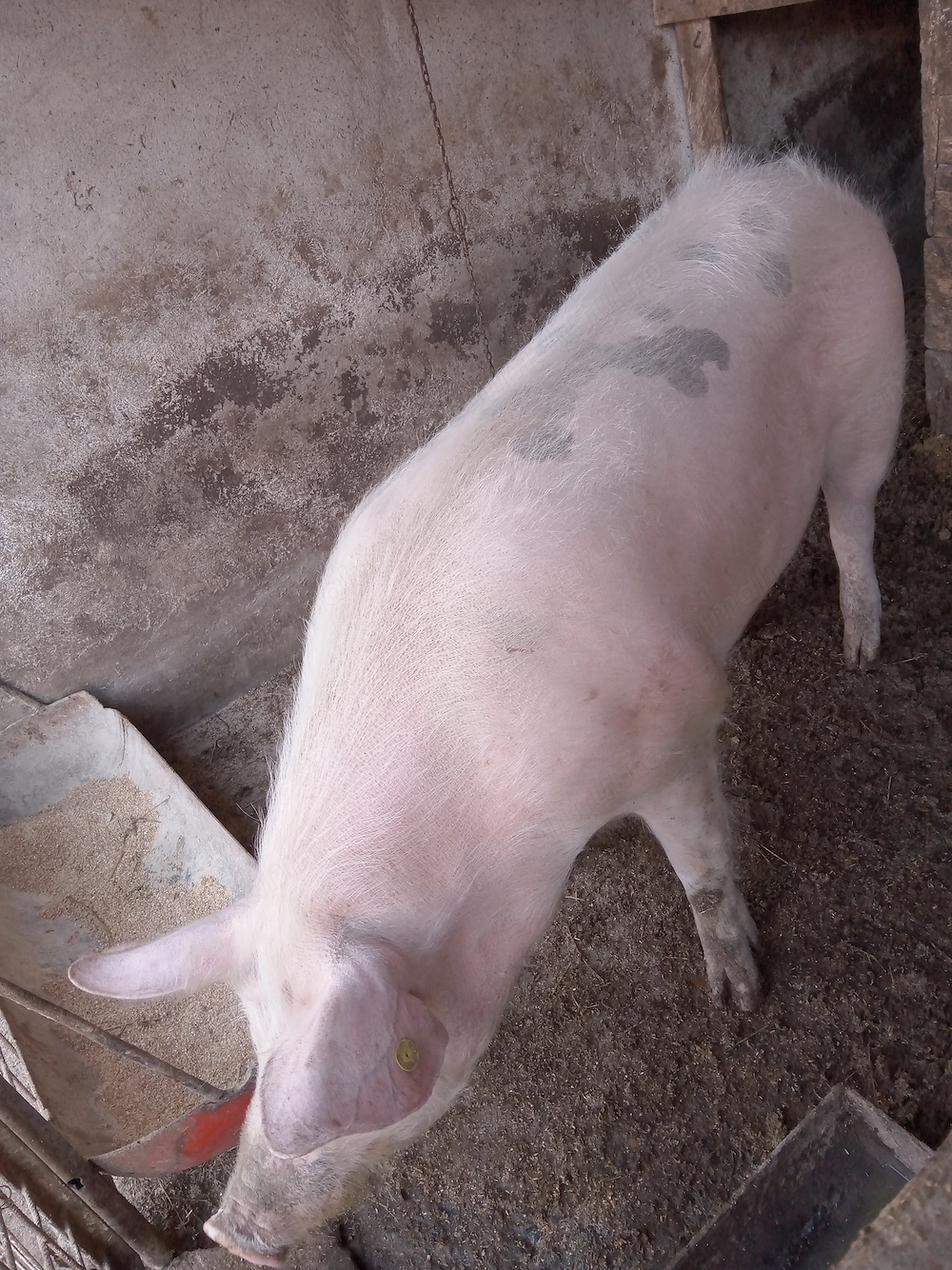 Porc de160 kilograme și purcea 220 kilograme de vânzare 