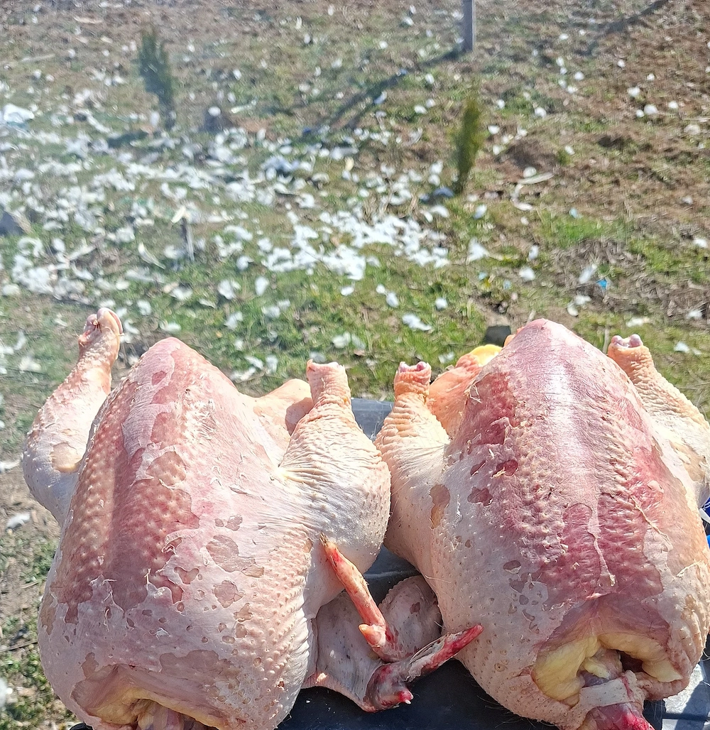 Pasari de tara sacrifiate