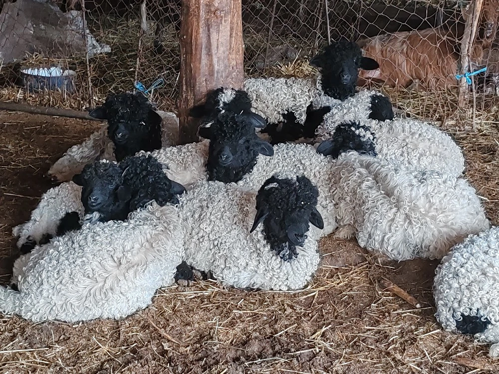 Vând miei în viu și tăiati