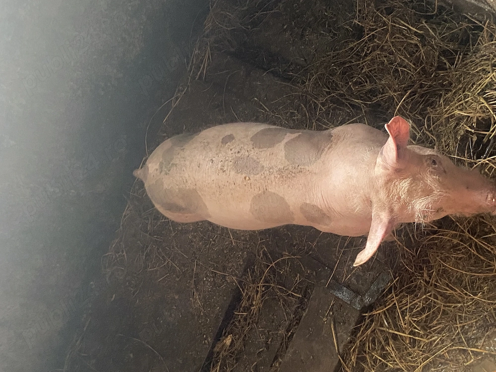 De vânzare pietrean 