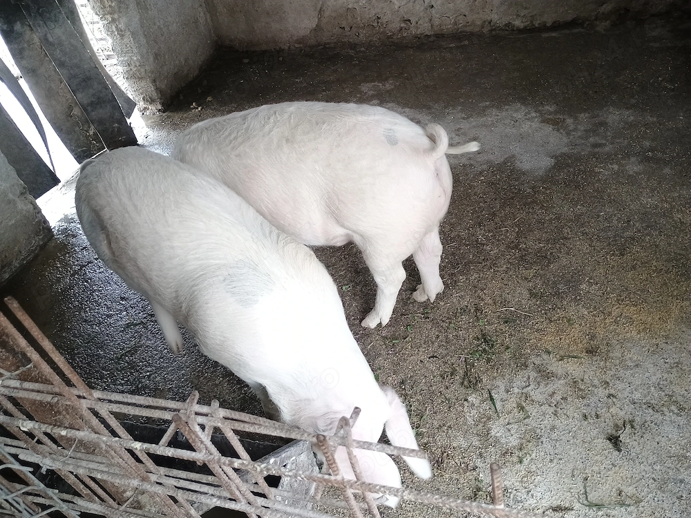 Vând 2 soldani foarte frumoasi 