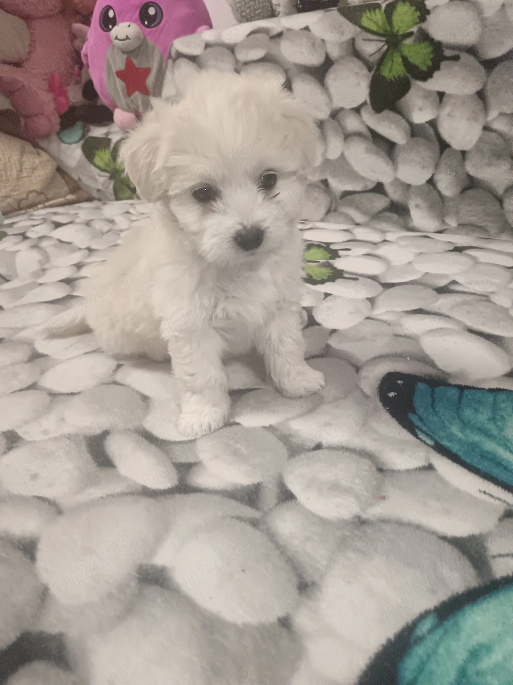 Cățelușa de vânzare,6saptamani,nevaccinata, fetița.bișon havanez.