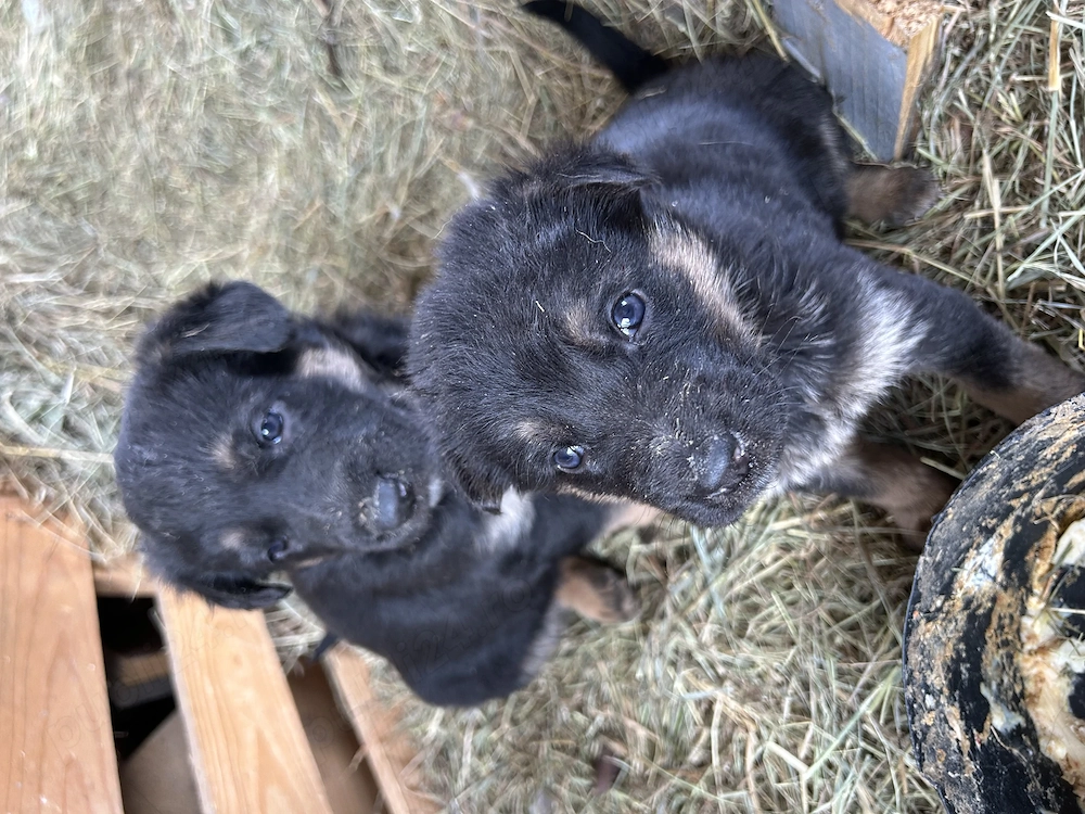Vand pui catei ciobanesc german