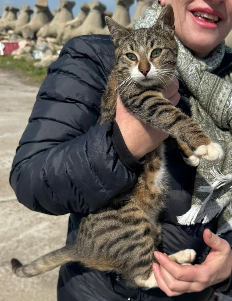 Metis British Shorthair pui