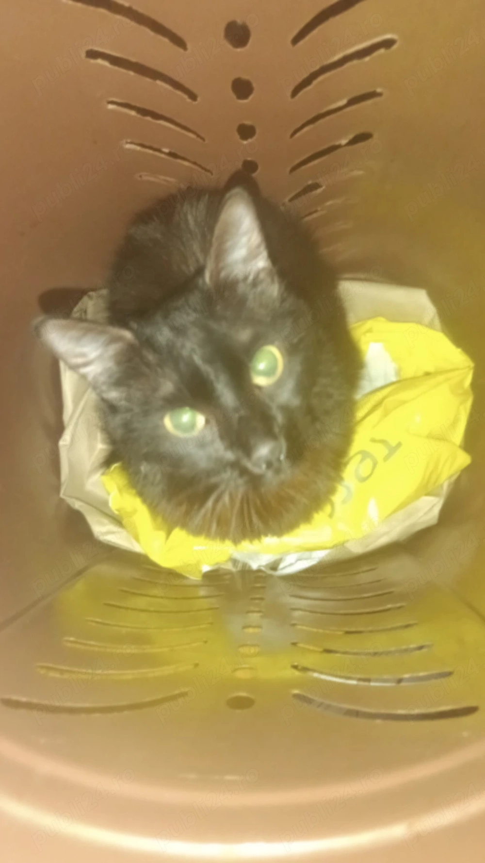 Donez pisică femelăTimișoara, de rasă, vaccină 