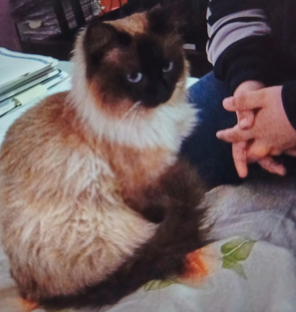  Fetițe tare lipicioase Ragdoll 