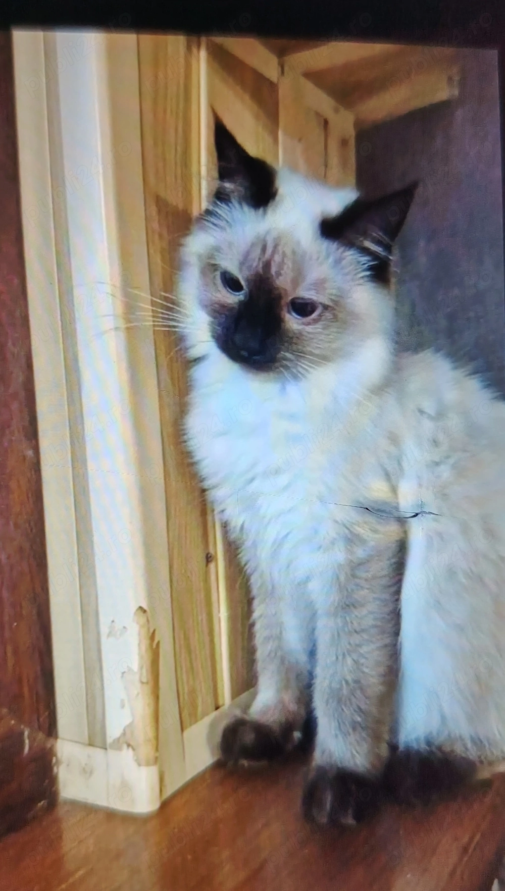 Fetiță deosebită Ragdoll 