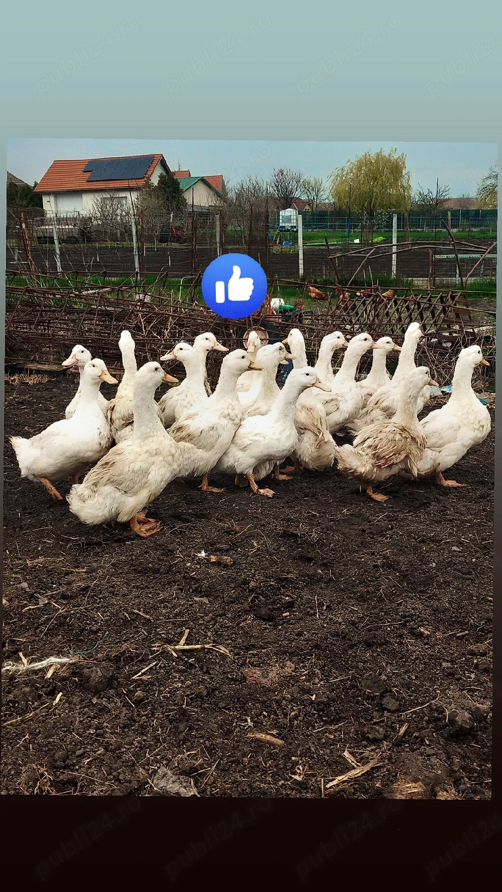 vand rațe gălăgioase grase