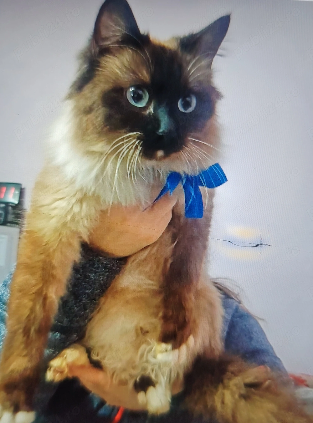 Fetiță și băiat Ragdoll 