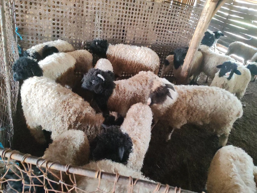 Vând miei în viu și tăiati