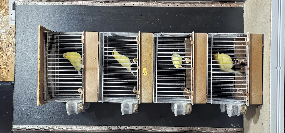 Canari rasa Roller Harz