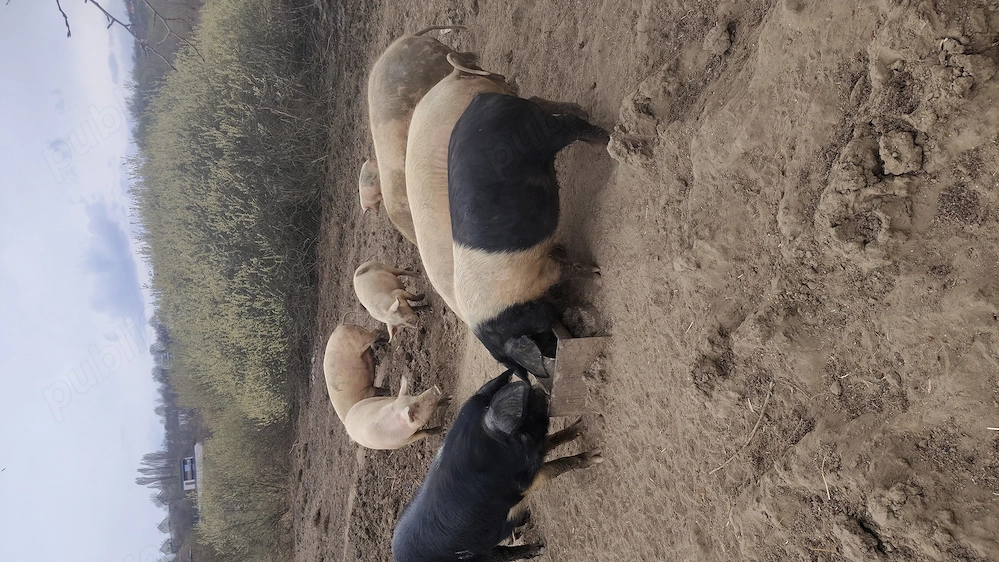 Vând porci și purcei