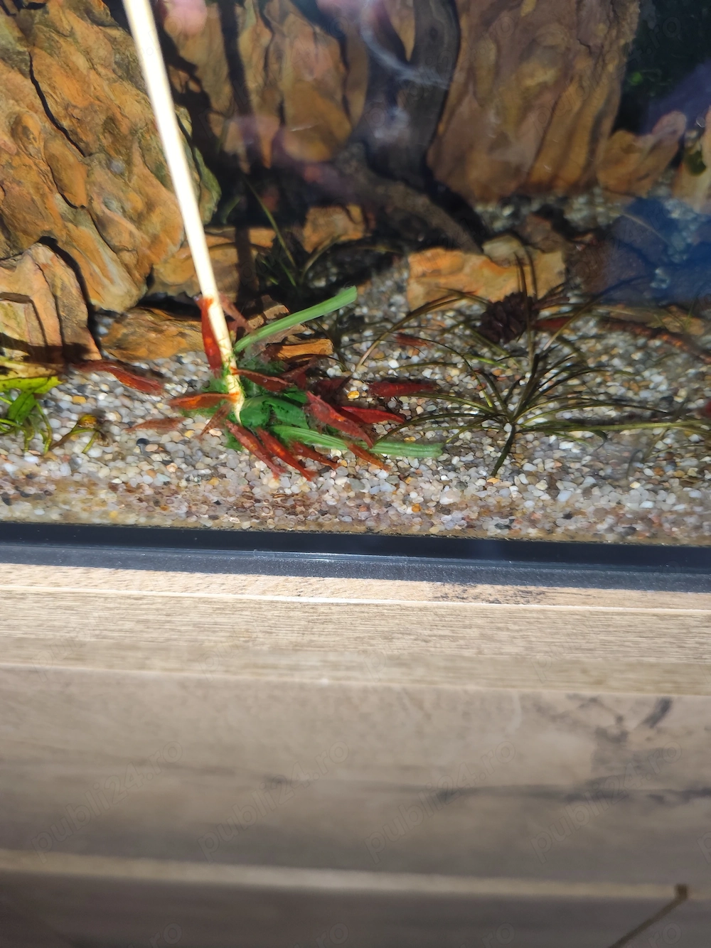 Creveti red cherry si fire red