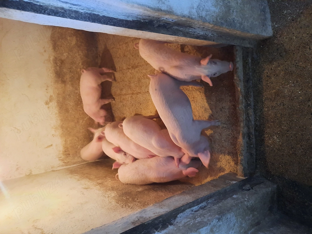 Vand purcei marele alb noua saptamani 