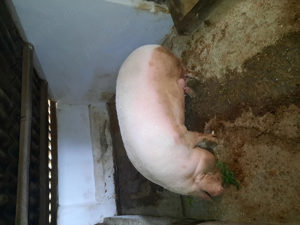 Vand scroafa doi ani jumate  preț 9  kg