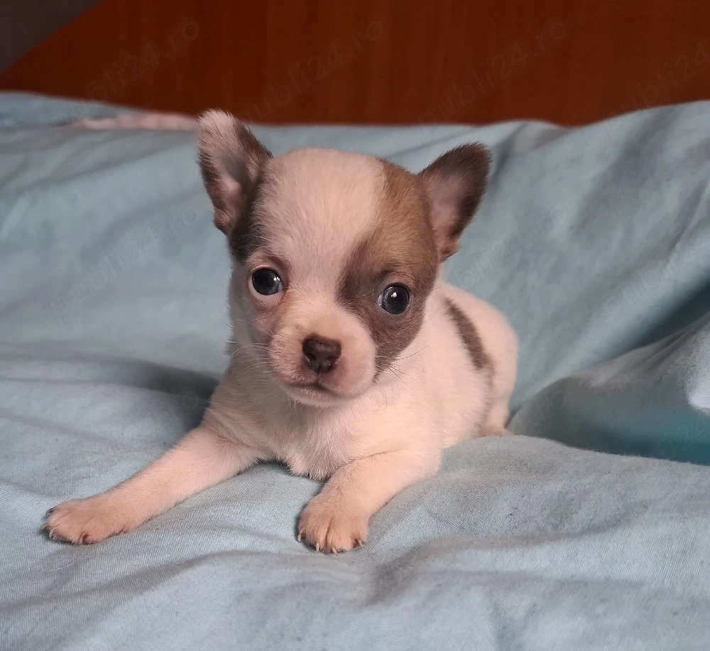 catelusi chihuahua 