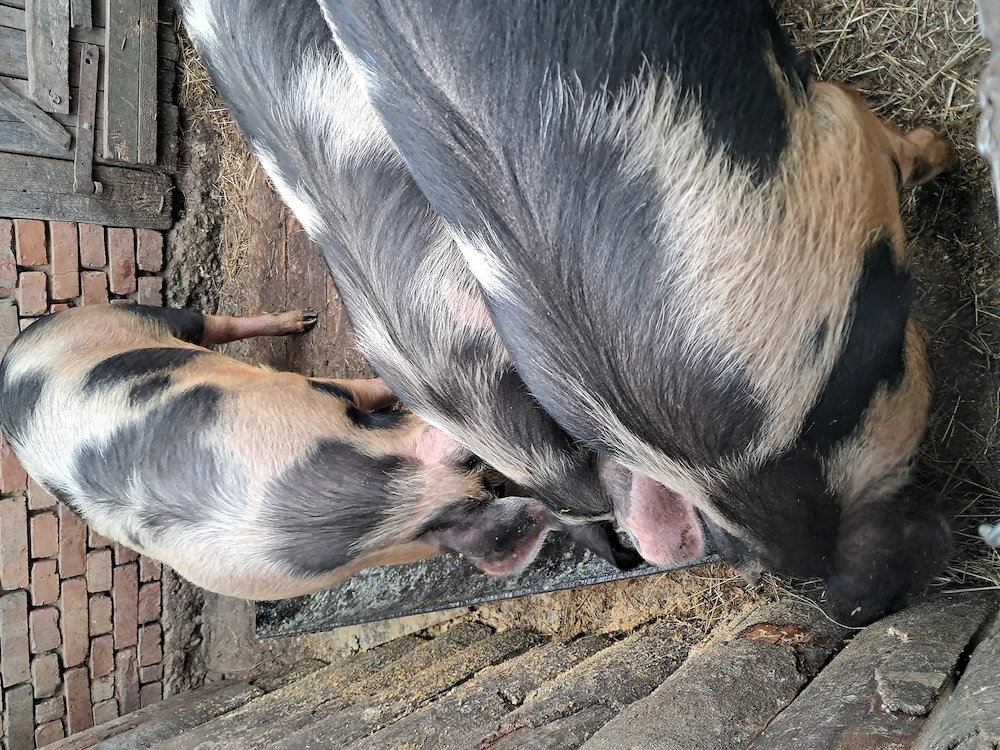 Vând porci 80, 100 sau 120 kg