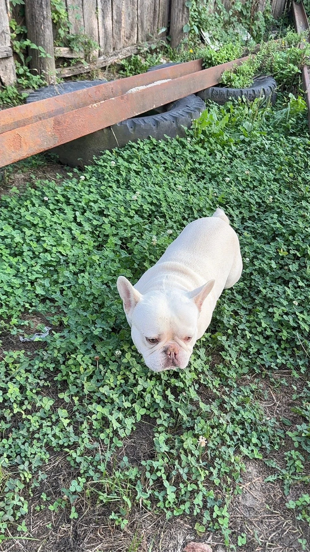 Bulldog francez platum