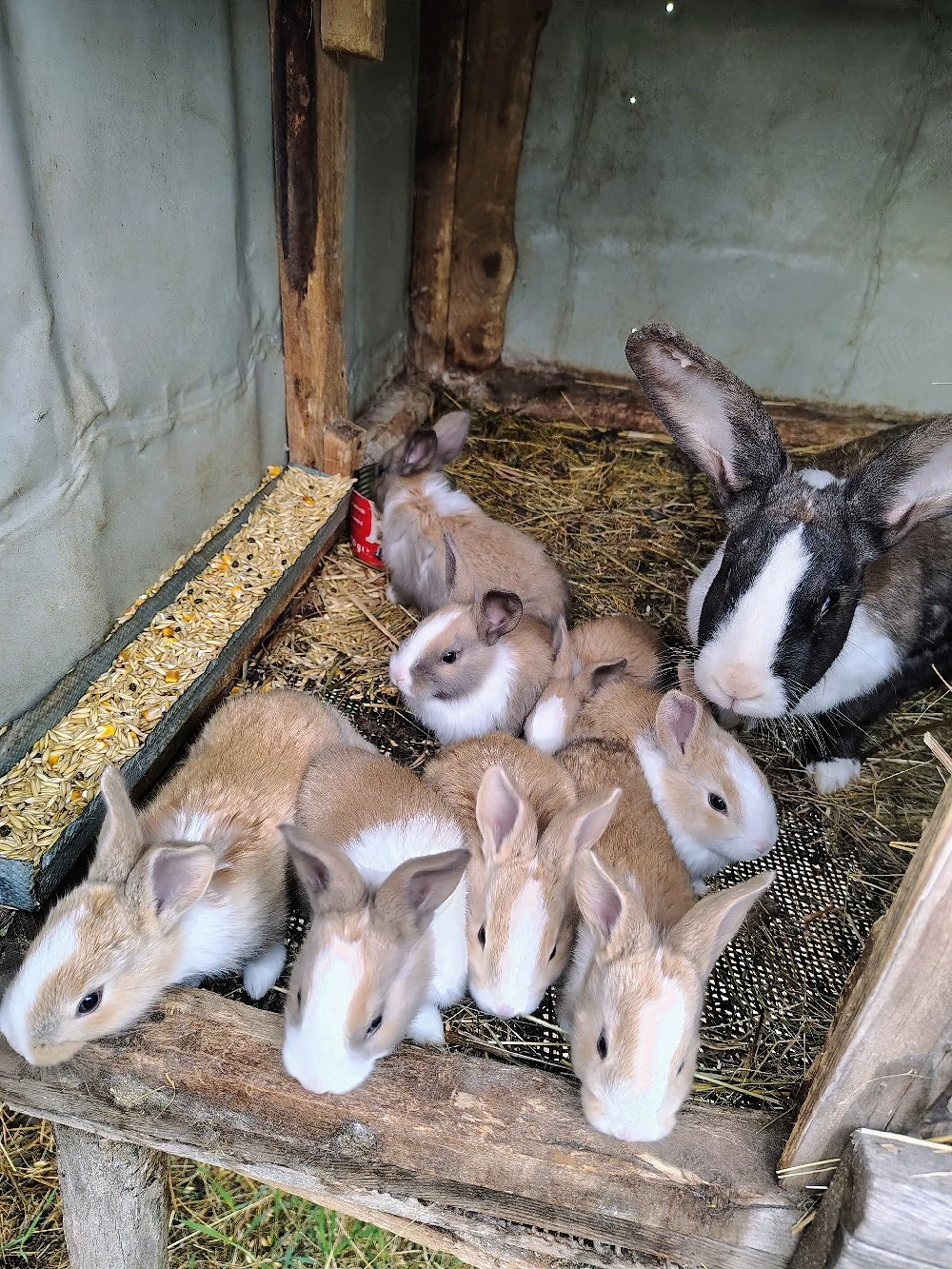 Iepurasi hycole francez si uriaș de transilvania 