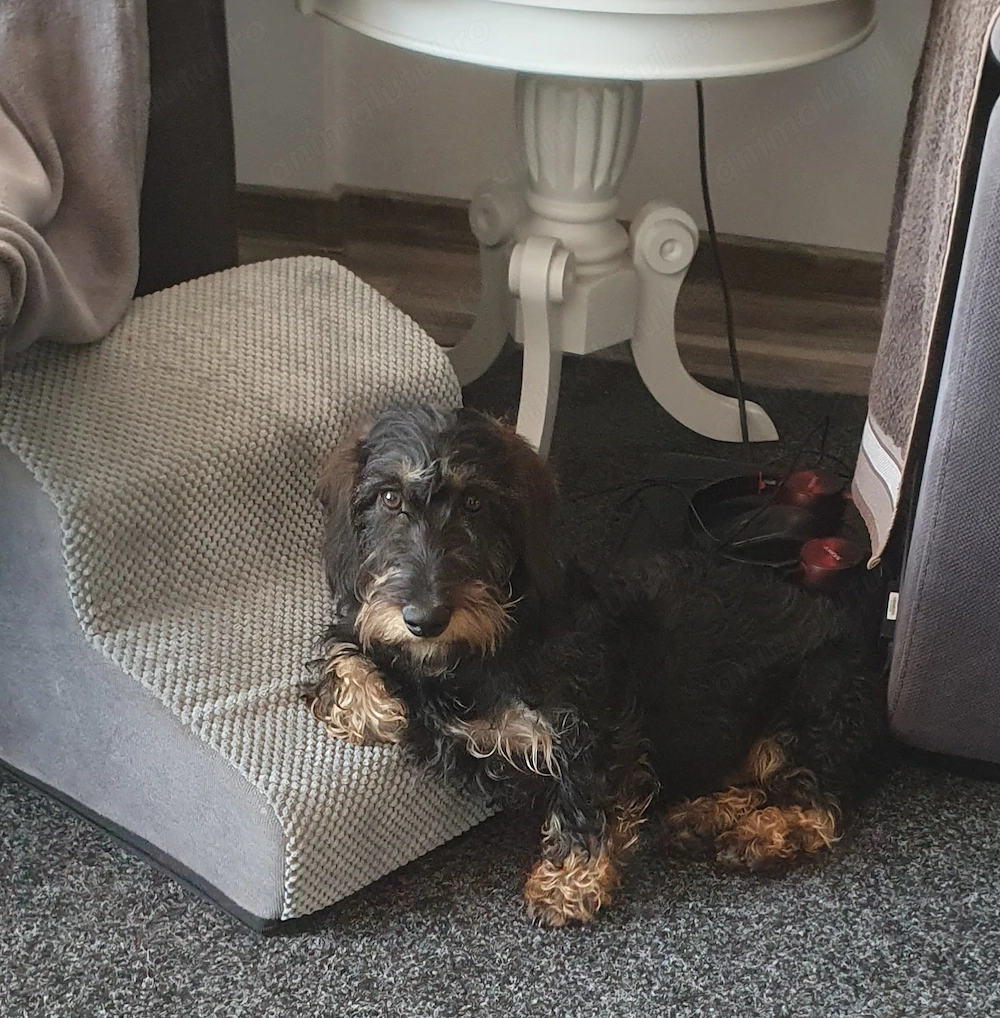 Un Minunat Exemplar Teckel Sarmos