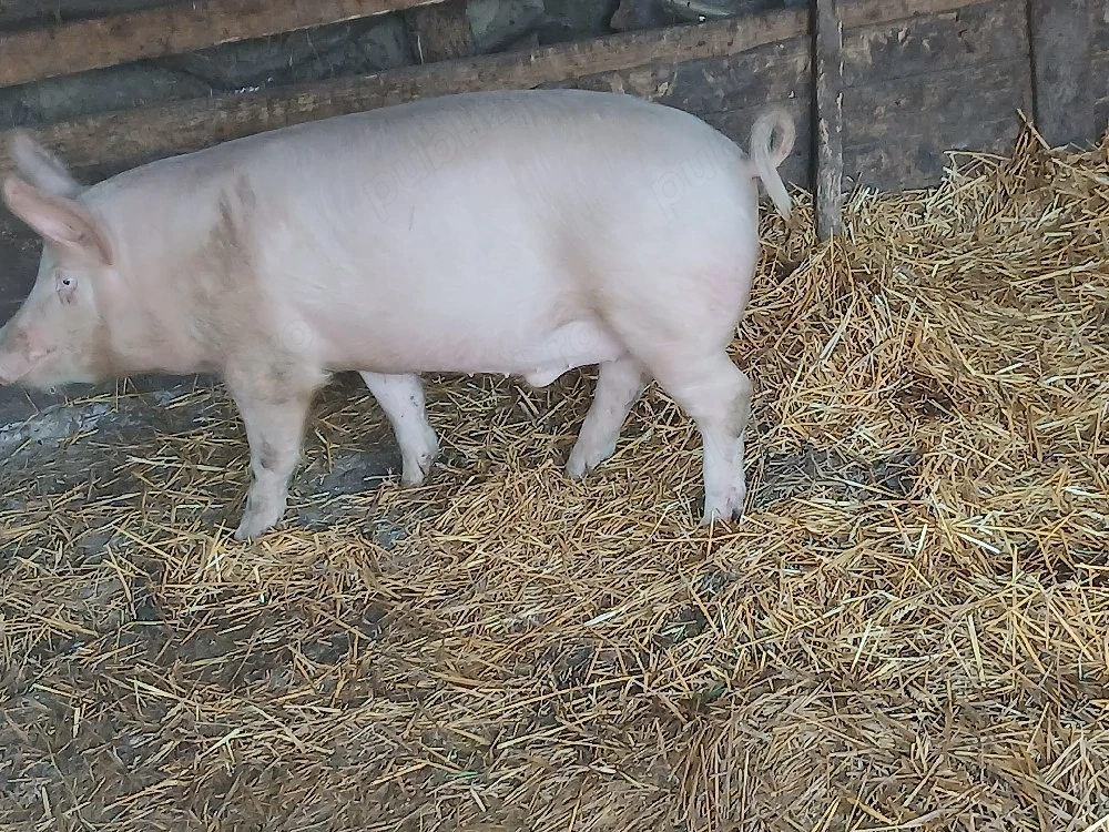 godinaci  porci