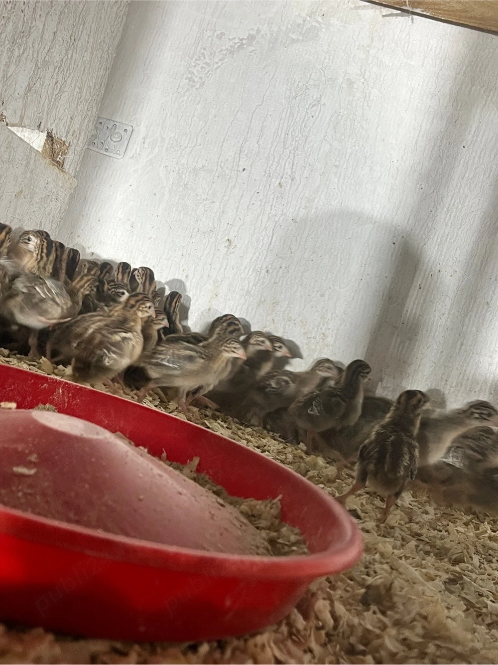 Bibilici rasă de carne