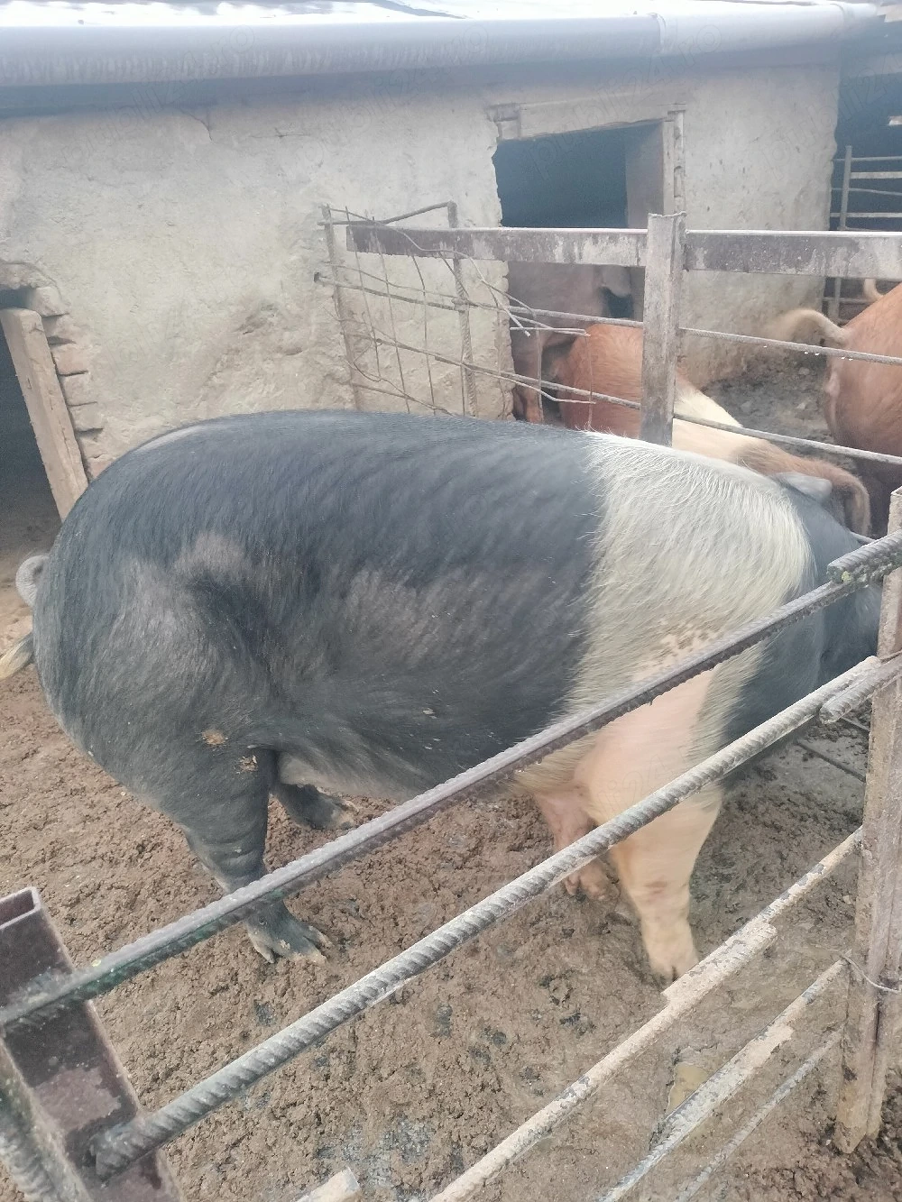 Porc gras de tăiat