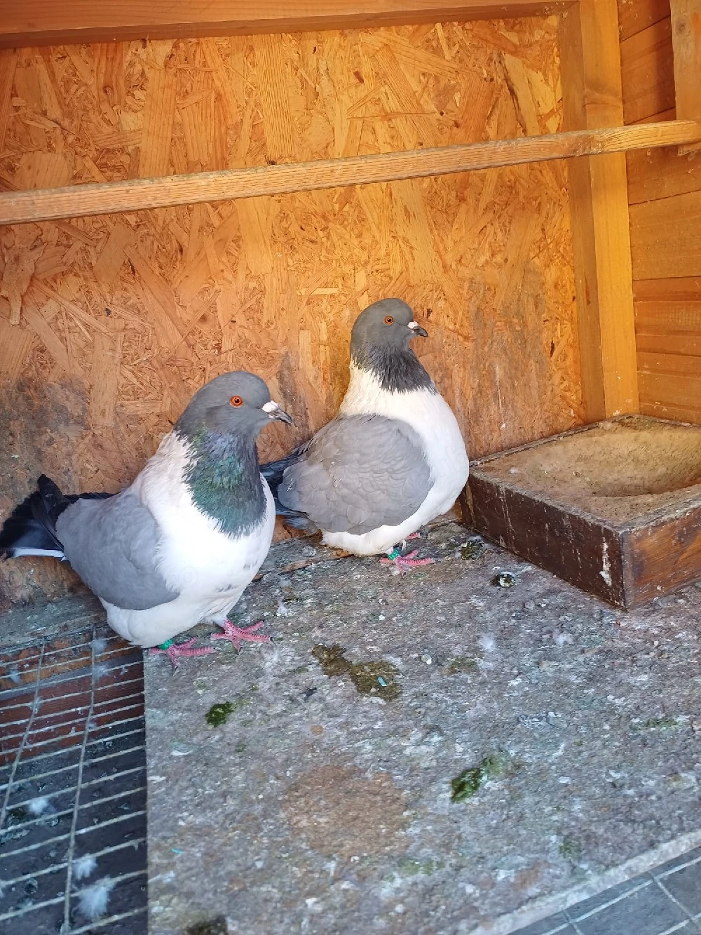 Porumbei strasseri talie mare