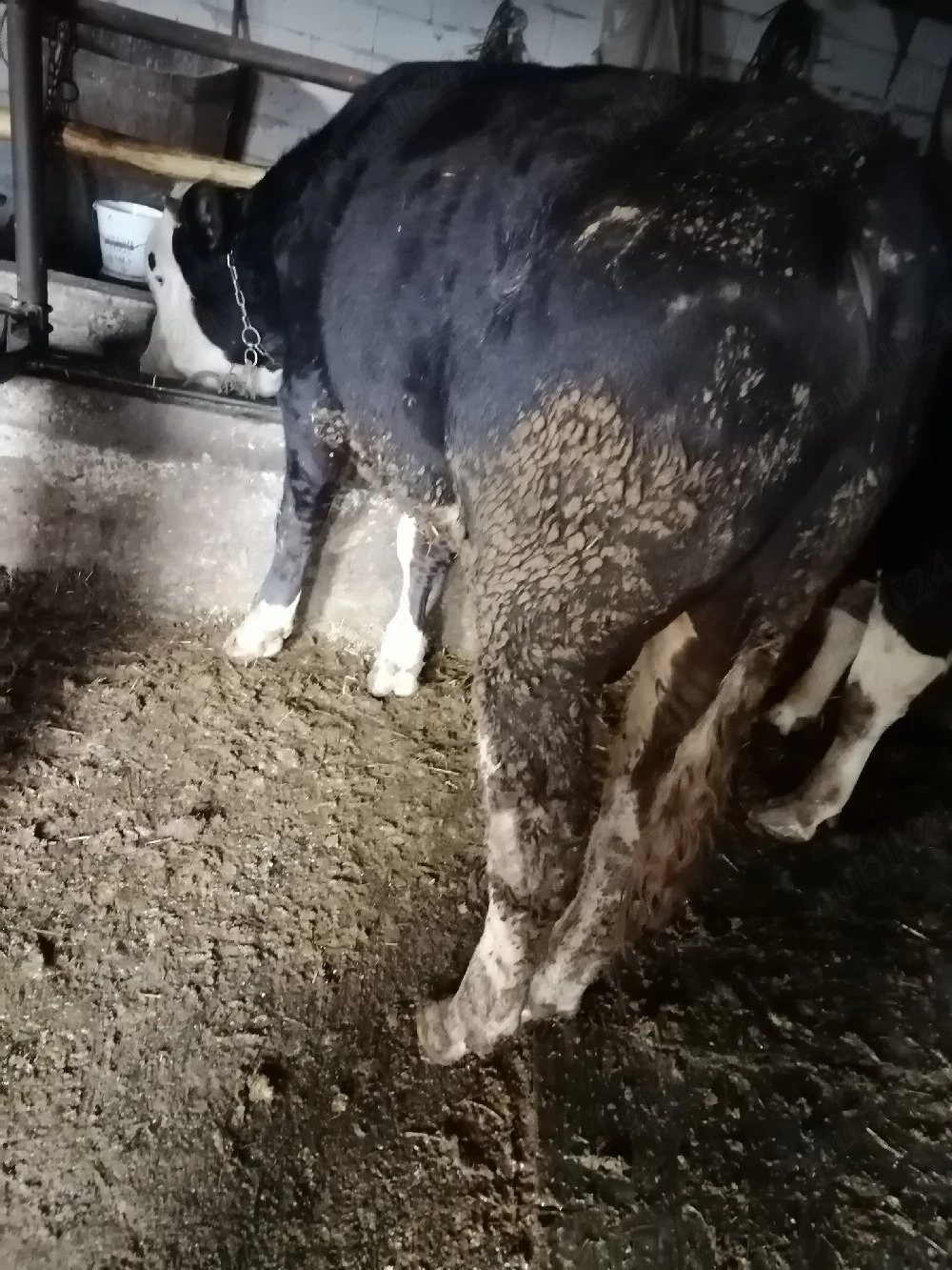 Vând doi viței rasă bălțat 