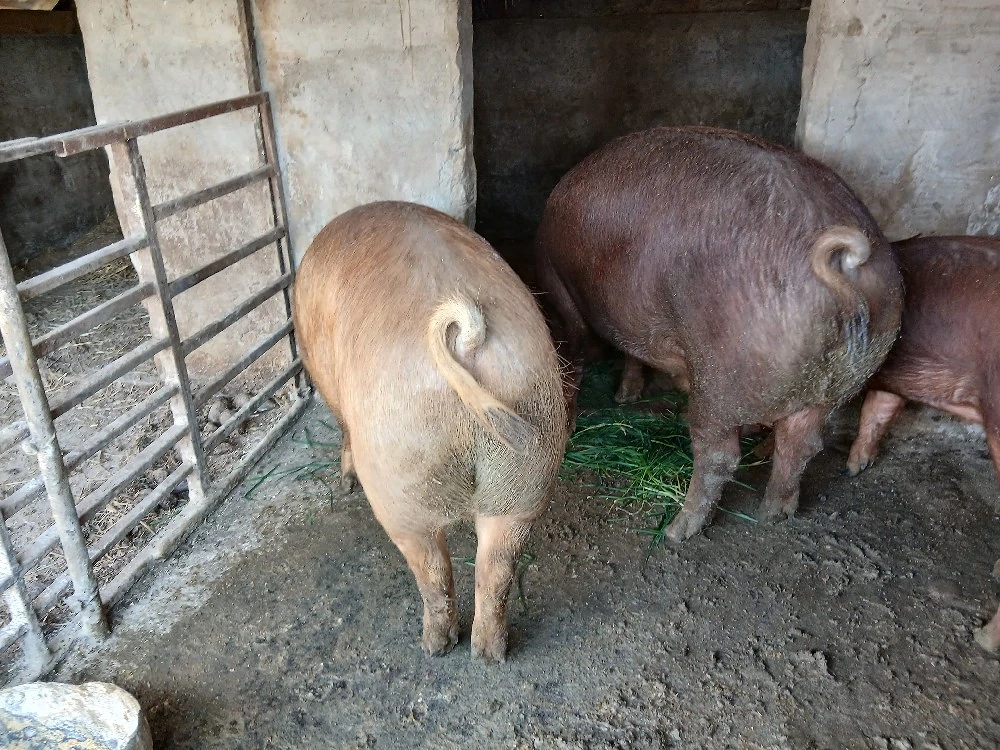 Vând doi porci Duroc, Timiș