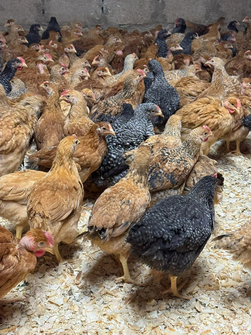 pui de carne și rasa mixta 