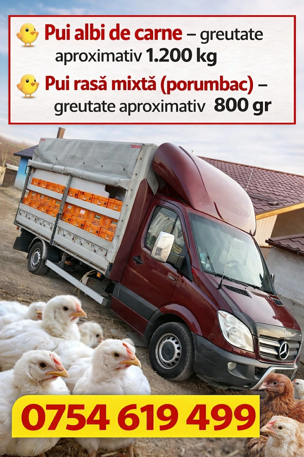 vând pui de carne și rasa mixta 