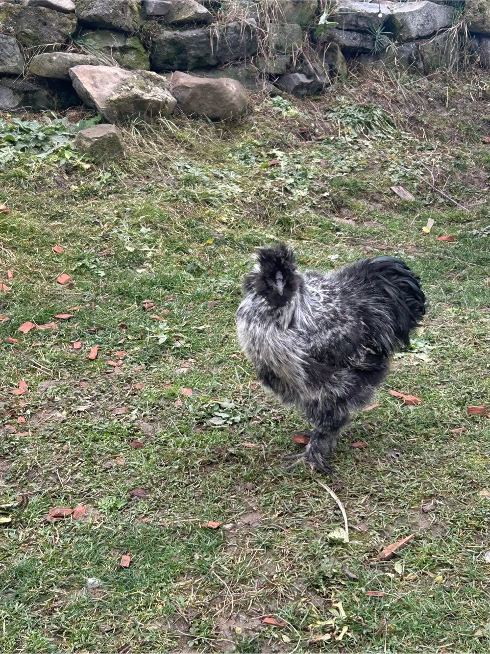 Cocosi japonezi 