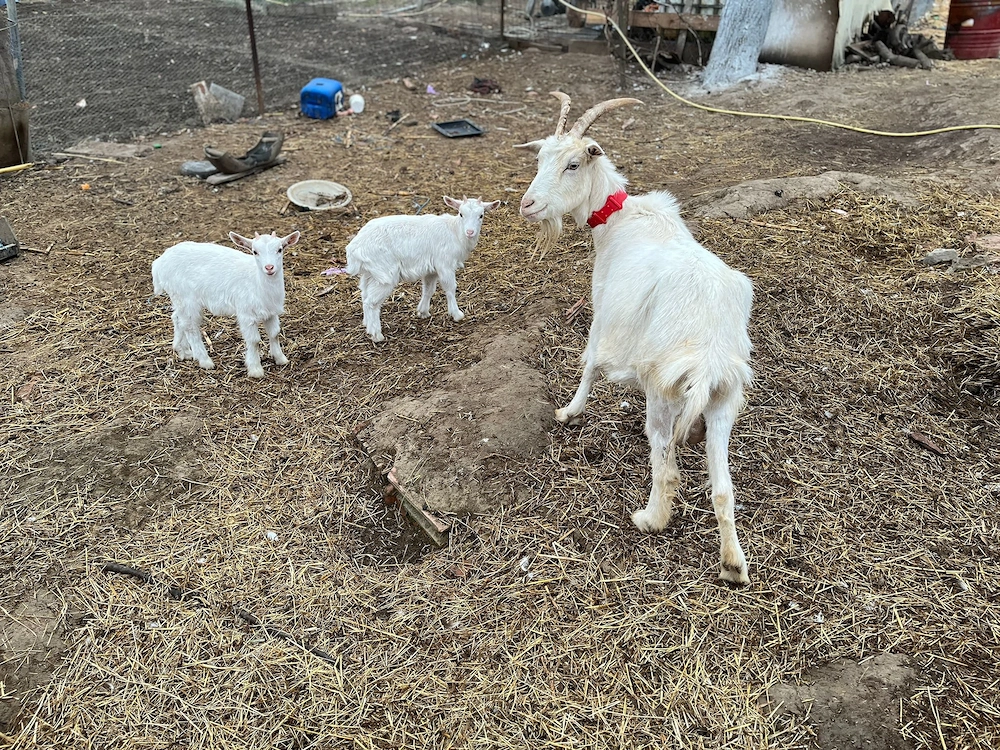 Vând 2 capre și 2 iede de anul acesta 