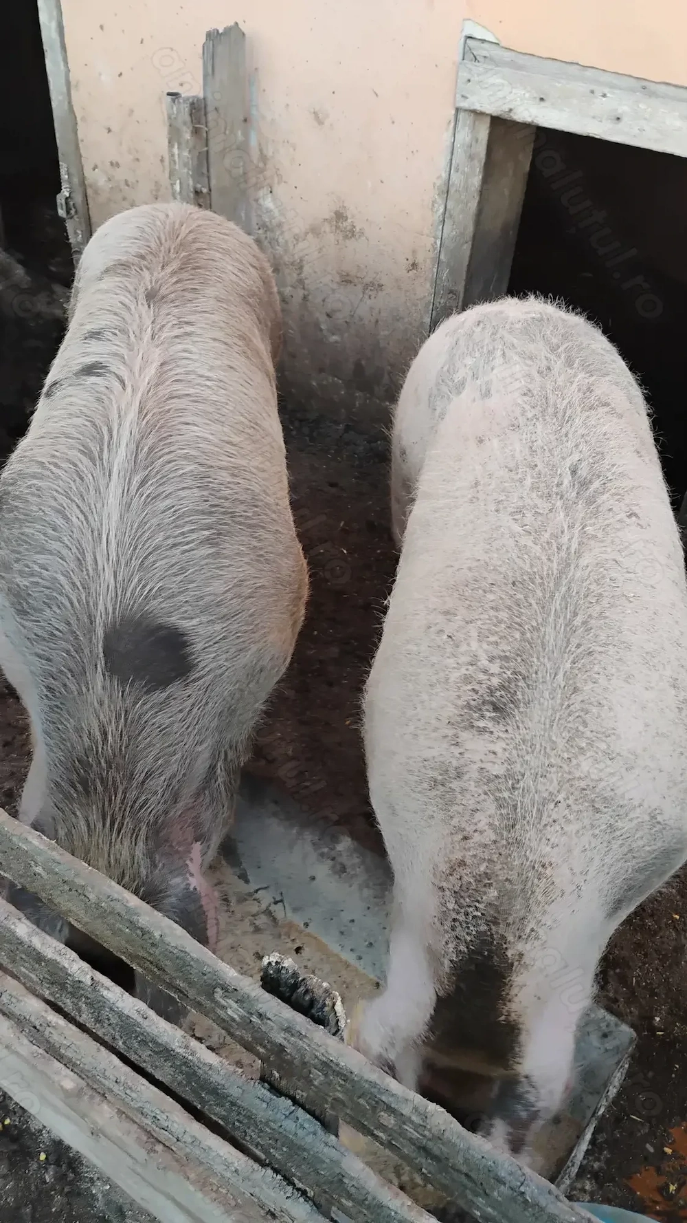 Vând porci