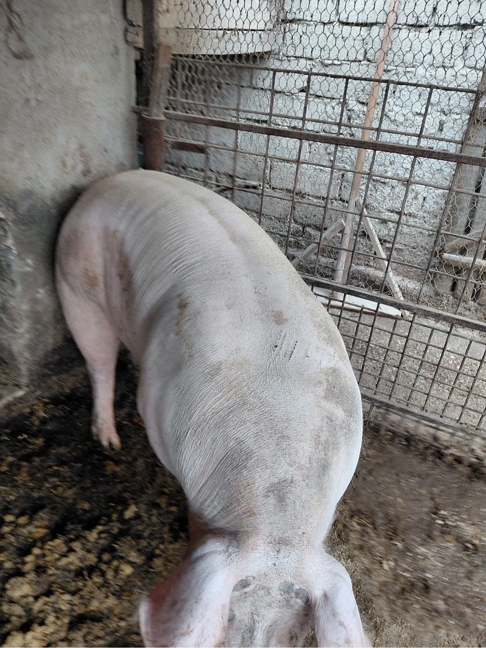 Vand purcea de taiat