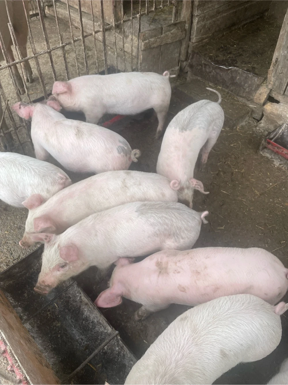 Vând Purcei Rasa Petran 