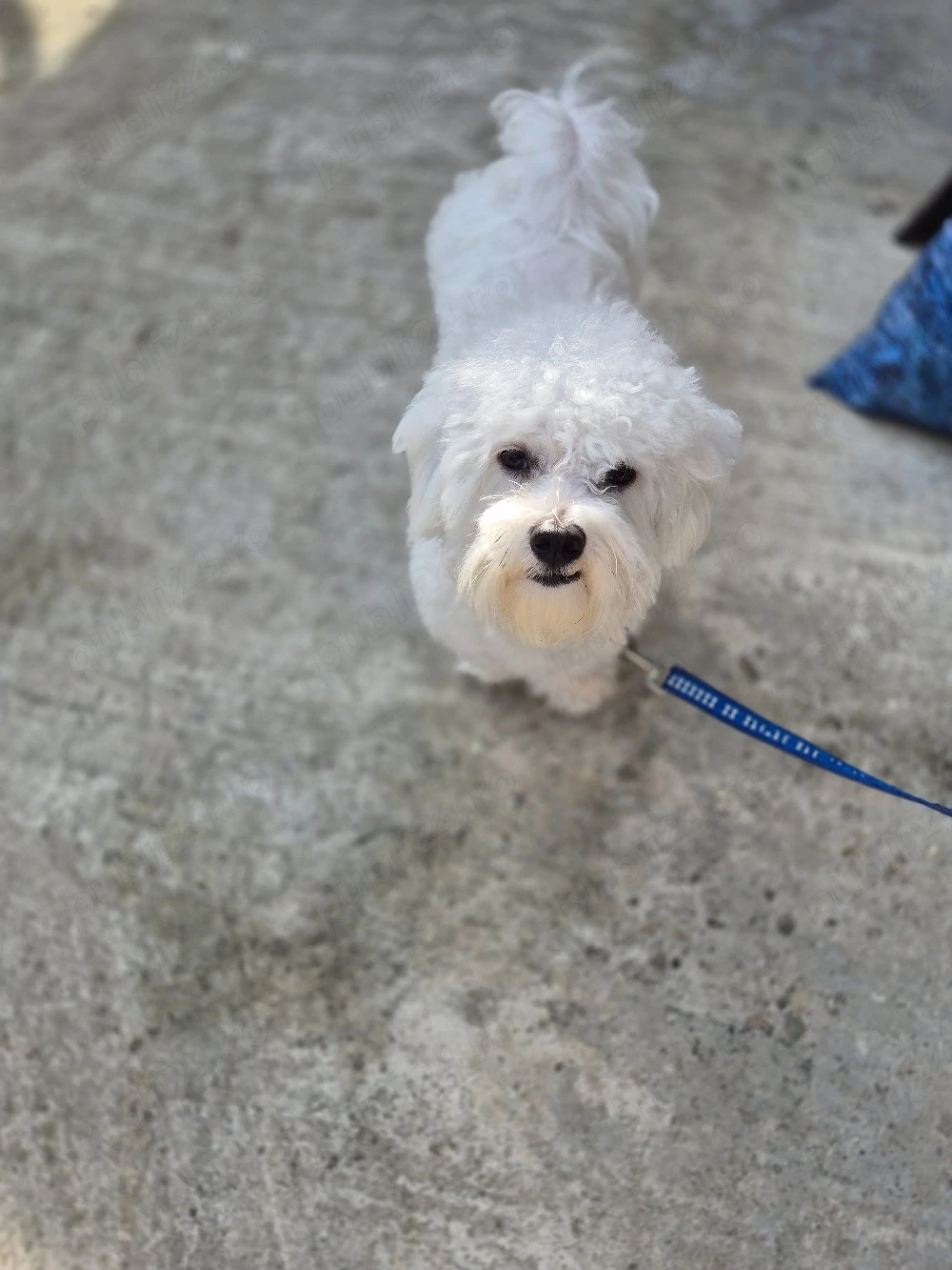 Bichon maltez sterilizat